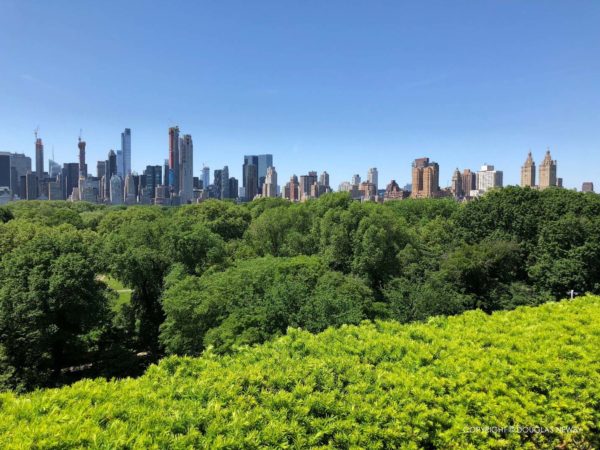 New York Central Park Trees Is Backyard of New York