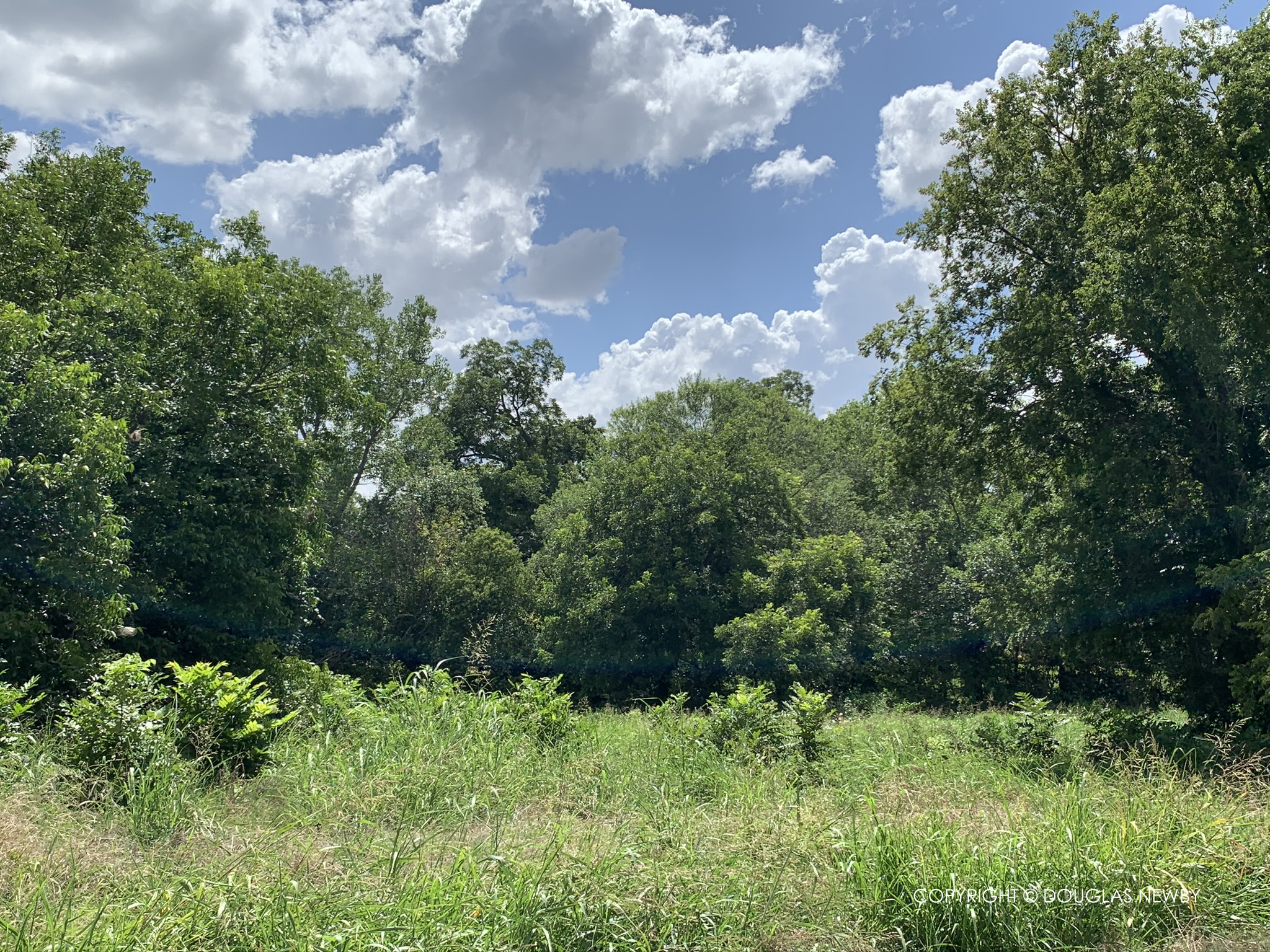 Untamed forest behind White Rock Lake home is a characteristic of homes buyers desire.